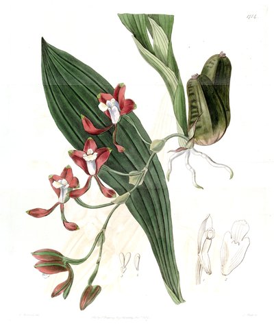 Batemannia colleyi 作者 J. 瓦茨